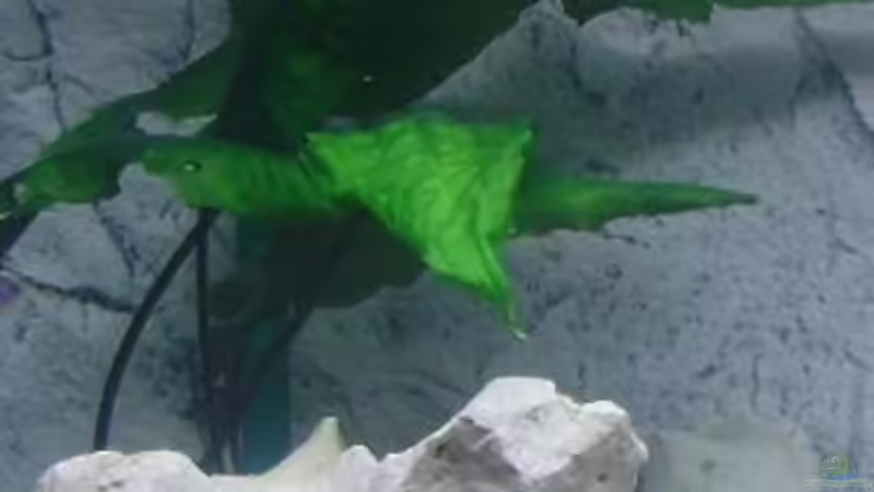 Pflanzen im Aquarium Becken 11078 von Frank S. (5)