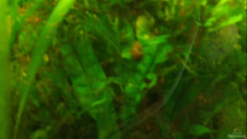 Pflanzen im Aquarium Becken 11081 von Fabse (5)