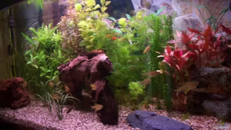 Pflanzen im Aquarium Becken 11121 von Moritz Tiegs (2)