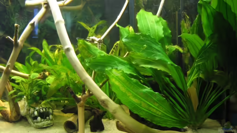 Pflanzen im Aquarium Becken 11130 von TNTLogge (4)