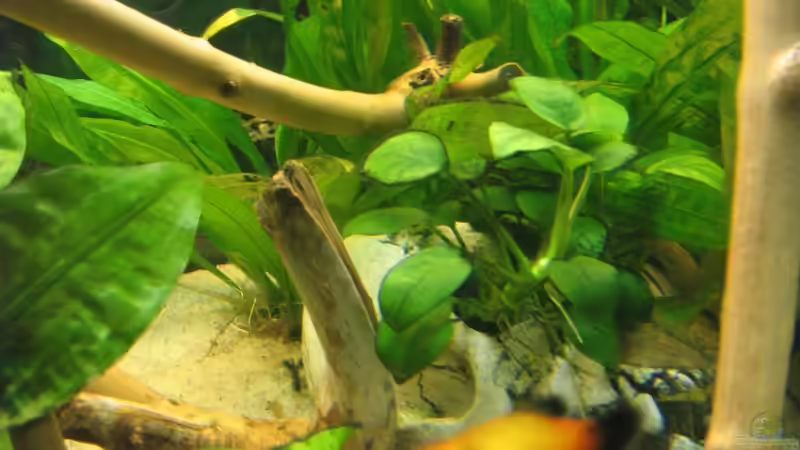 Pflanzen im Aquarium Becken 11130 von TNTLogge (5)