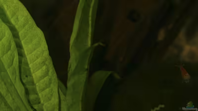 Pflanzen im Aquarium Becken 11141 von Applehorsti (4)