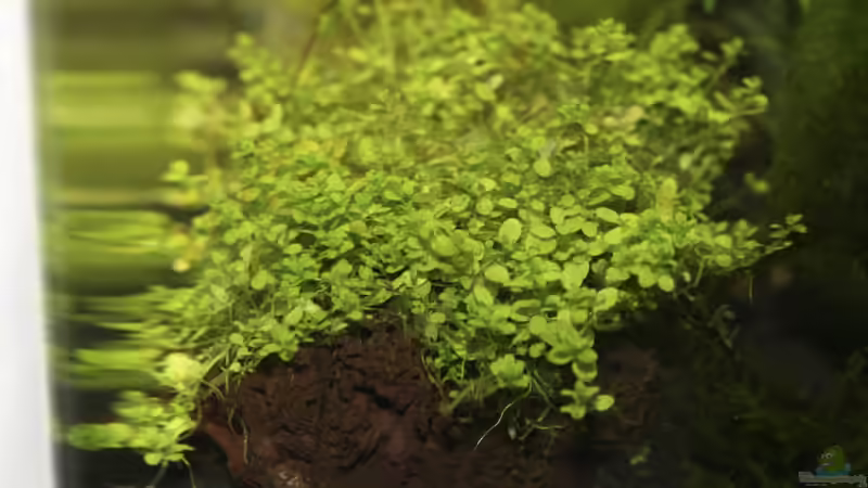 Pflanzen im Aquarium Becken 11141 von Applehorsti (5)