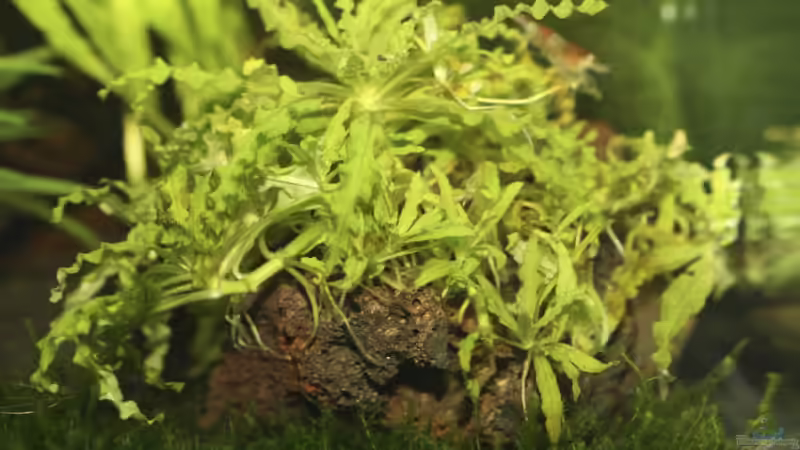 Pflanzen im Aquarium Becken 11141 von Applehorsti (6)