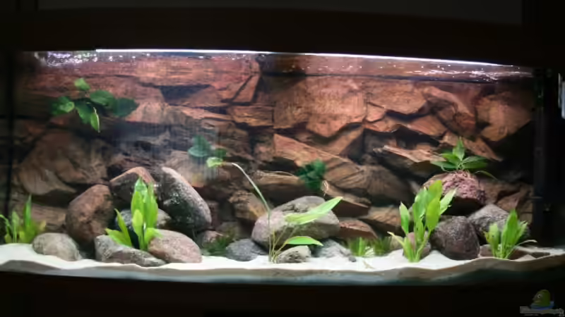 Pflanzen im Aquarium Becken 11155 von Mandy Henschel (3)