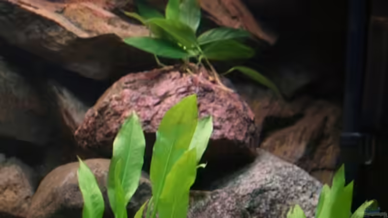 Pflanzen im Aquarium Becken 11155 von Mandy Henschel (7)