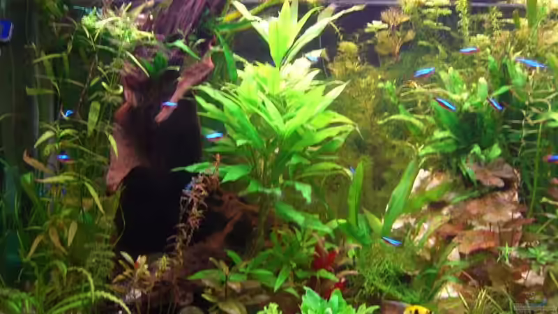 Pflanzen im Aquarium Becken 11159 von Holger Baake (10)