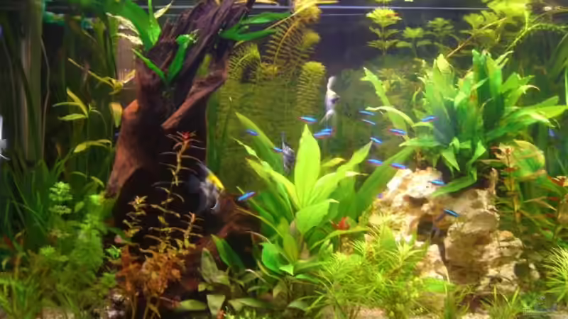 Pflanzen im Aquarium Becken 11159 von Holger Baake (3)