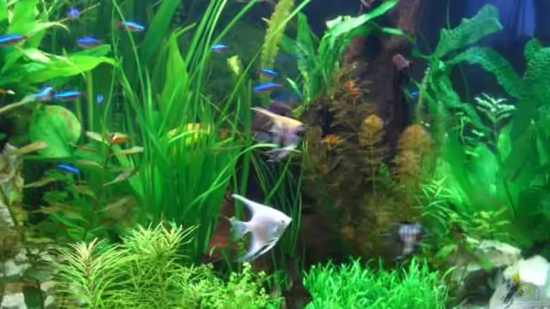 Pflanzen im Aquarium Becken 11159 von Holger Baake (9)