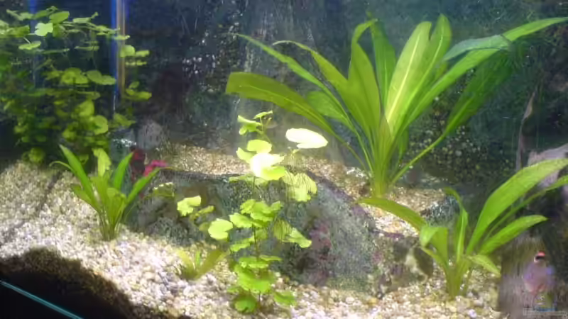 Pflanzen im Aquarium Becken 11168 von Volker Prager (4)