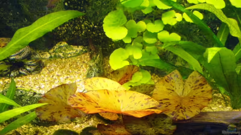 Pflanzen im Aquarium Becken 11168 von Volker Prager (5)