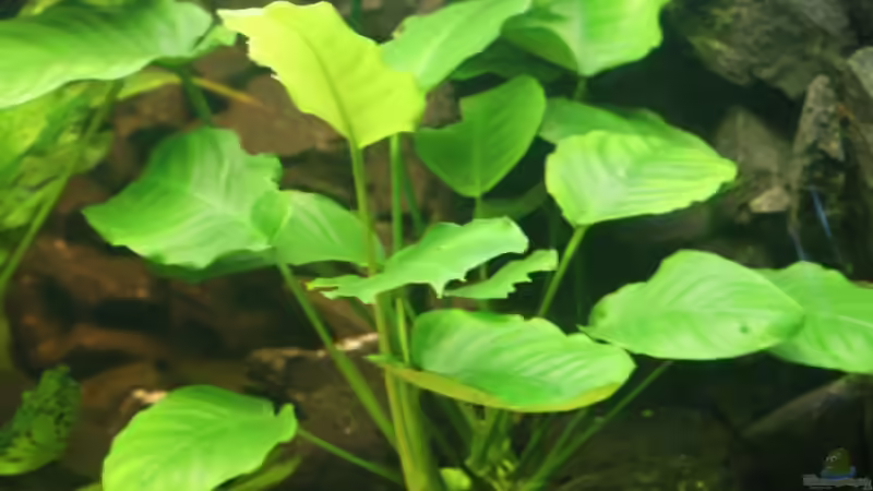 Pflanzen im Aquarium Becken 11170 von Alexander Stein (4)