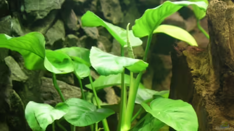 Pflanzen im Aquarium Becken 11170 von Alexander Stein (6)