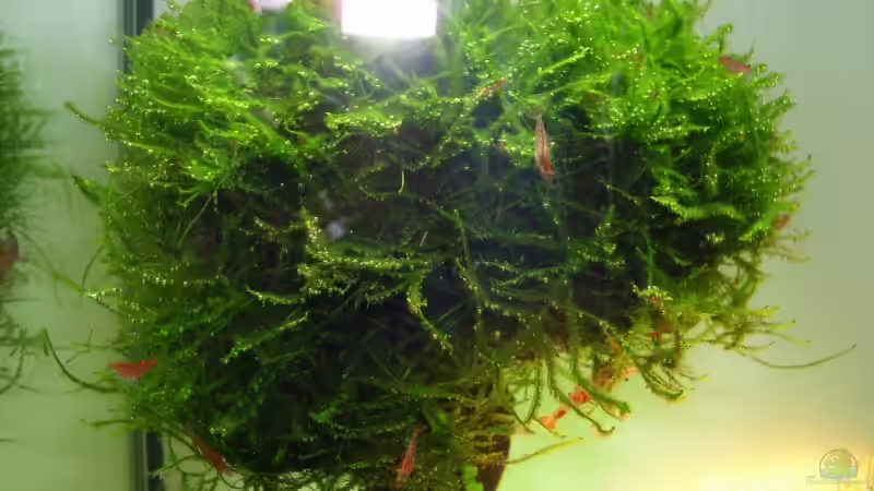 Pflanzen im Aquarium Becken 11178 von Pascal Kapphan (11)