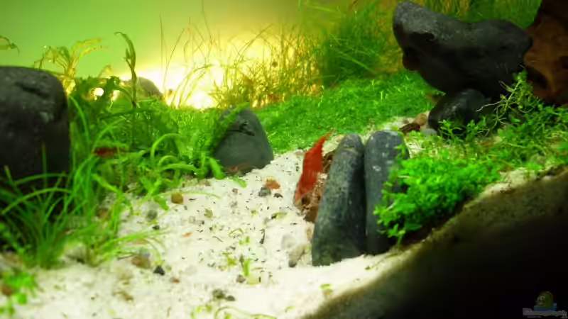 Pflanzen im Aquarium Becken 11178 von Pascal Kapphan (12)