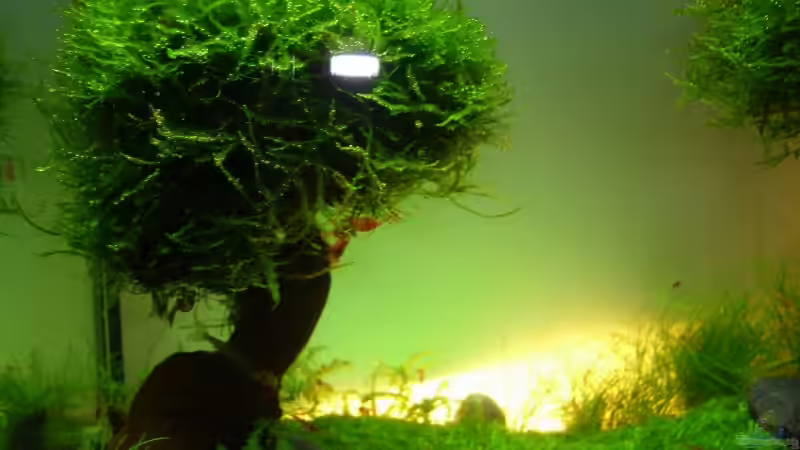 Pflanzen im Aquarium Becken 11178 von Pascal Kapphan (13)