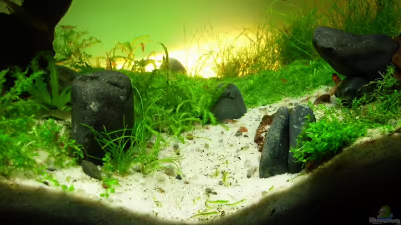 Pflanzen im Aquarium Becken 11178 von Pascal Kapphan (14)