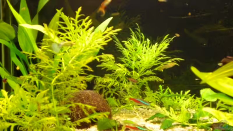 Pflanzen im Aquarium Becken 11180 von Spike (2)