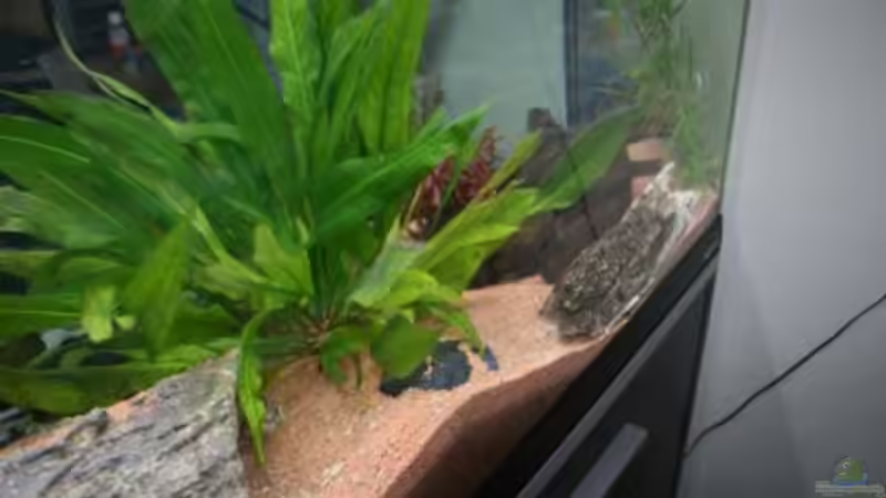 Pflanzen im Aquarium Becken 11186 von Taki (2)