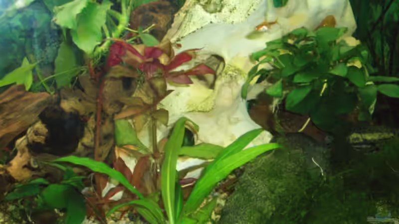 Pflanzen im Aquarium Becken 11189 von Jason (5)