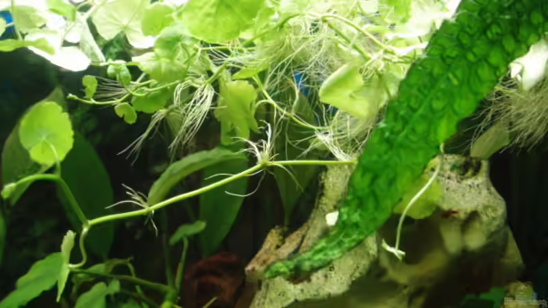 Pflanzen im Aquarium Becken 11189 von Jason (6)