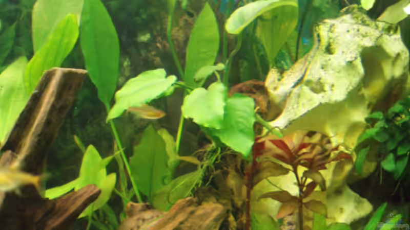 Pflanzen im Aquarium Becken 11189 von Jason (8)