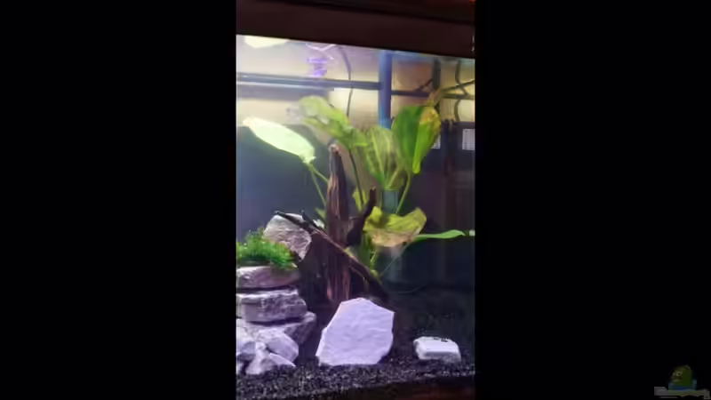 Pflanzen im Aquarium Becken 112 L nur noch als Beispiel von Stony (4)