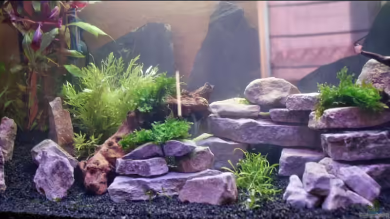 Pflanzen im Aquarium Becken 112 L nur noch als Beispiel von Stony (5)