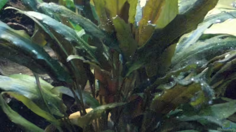 Pflanzen im Aquarium Becken 11220 von Oliver Bäcker (3)