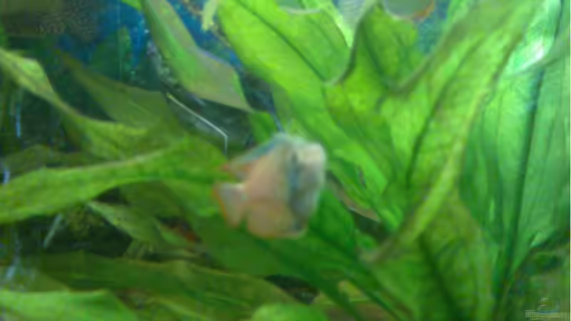 Pflanzen im Aquarium Becken 11243 von Thomas Müller (3)