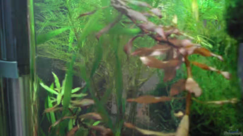 Pflanzen im Aquarium Becken 11276 von Andreas Deutschmann (3)