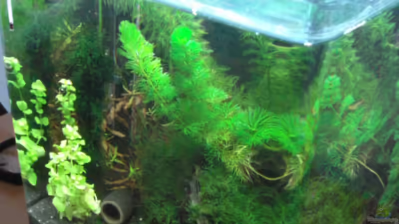 Pflanzen im Aquarium Becken 11276 von Andreas Deutschmann (5)