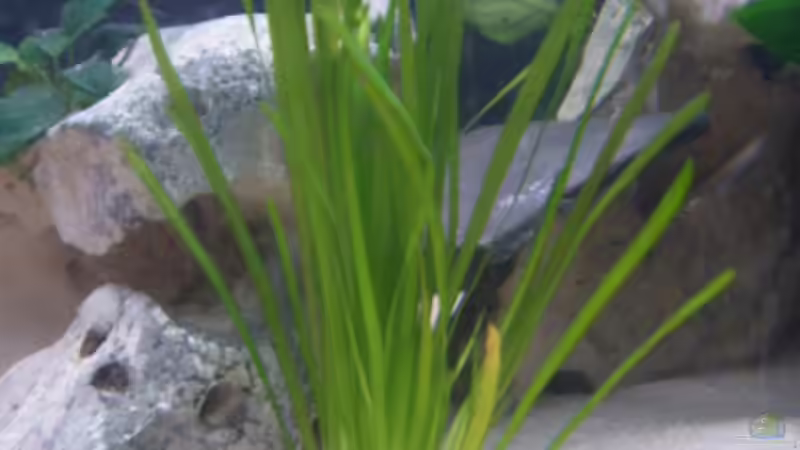 Pflanzen im Aquarium Becken 113 von Sascha Kaufmann (3)