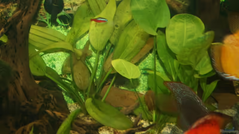 Pflanzen im Aquarium Becken 11303 von Steffen Rübsam (10)