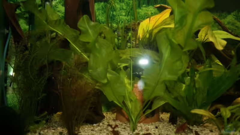 Pflanzen im Aquarium Becken 11303 von Steffen Rübsam (12)
