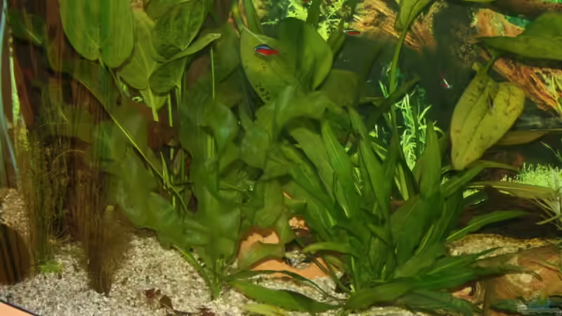 Pflanzen im Aquarium Becken 11303 von Steffen Rübsam (13)