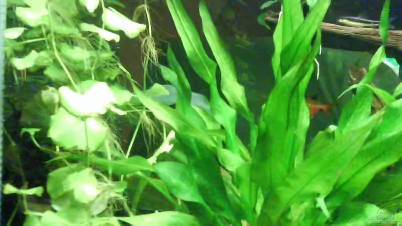 Pflanzen im Aquarium Becken 11316 von Frank Broneske (12)