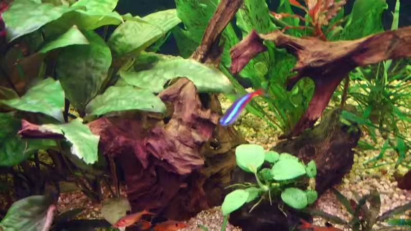 Pflanzen im Aquarium Becken 11316 von Frank Broneske (13)