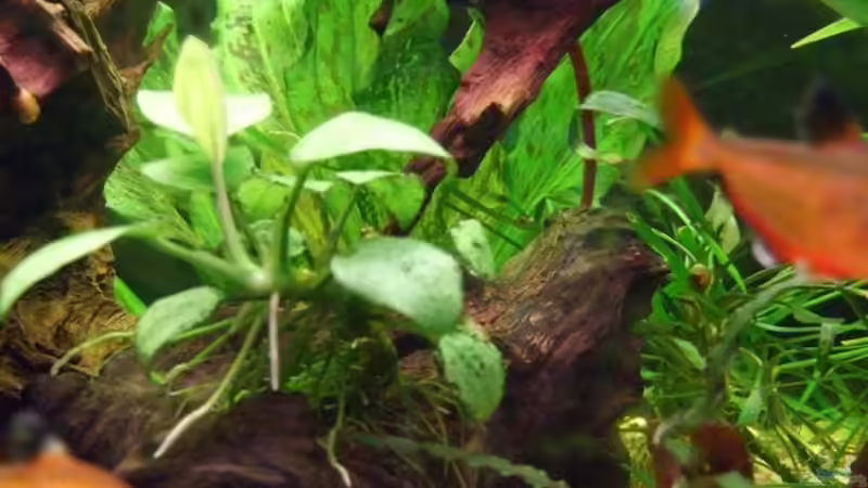 Pflanzen im Aquarium Becken 11316 von Frank Broneske (14)