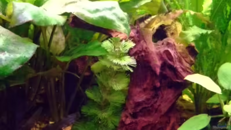 Pflanzen im Aquarium Becken 11316 von Frank Broneske (17)