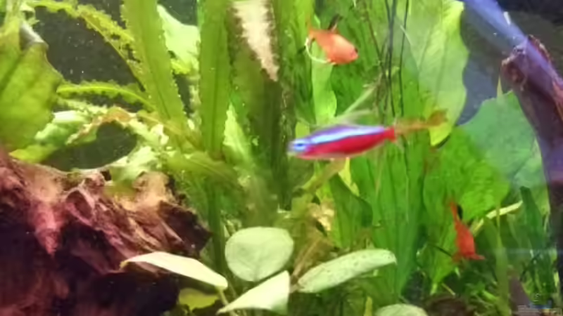 Pflanzen im Aquarium Becken 11316 von Frank Broneske (18)