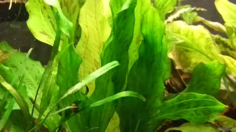 Pflanzen im Aquarium Becken 11316 von Frank Broneske (19)