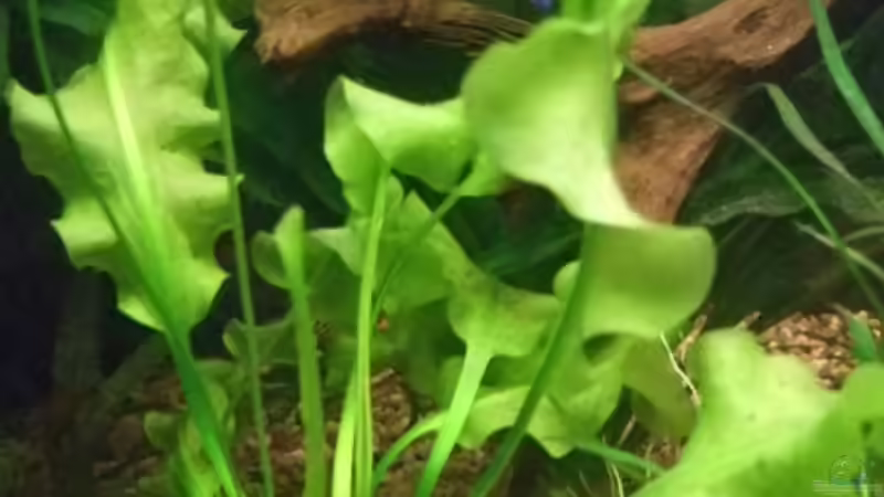 Pflanzen im Aquarium Becken 11316 von Frank Broneske (20)