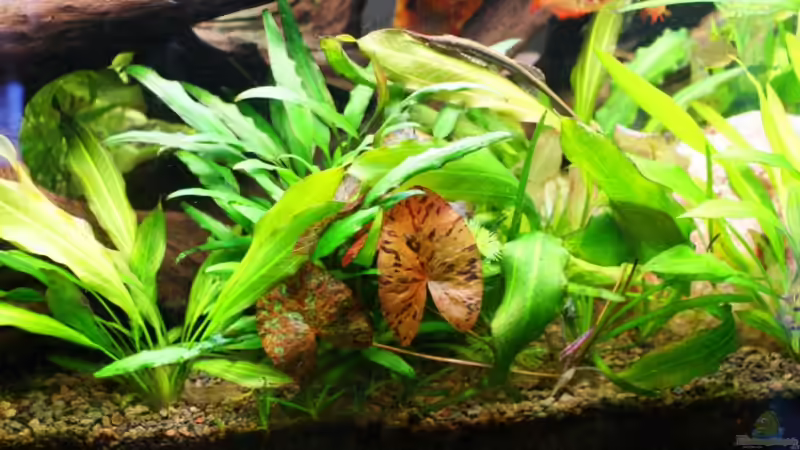 Pflanzen im Aquarium Becken 11336 von lod (14)