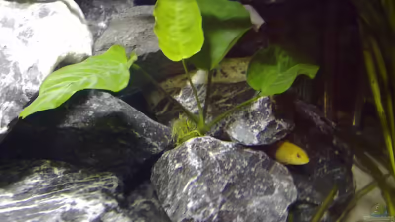 Pflanzen im Aquarium Becken 11362 Nur noch als Beispiel von Antonio Di Simone (8)