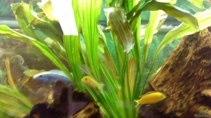 Pflanzen im Aquarium Becken 11378 von Sascha Kiefer (3)