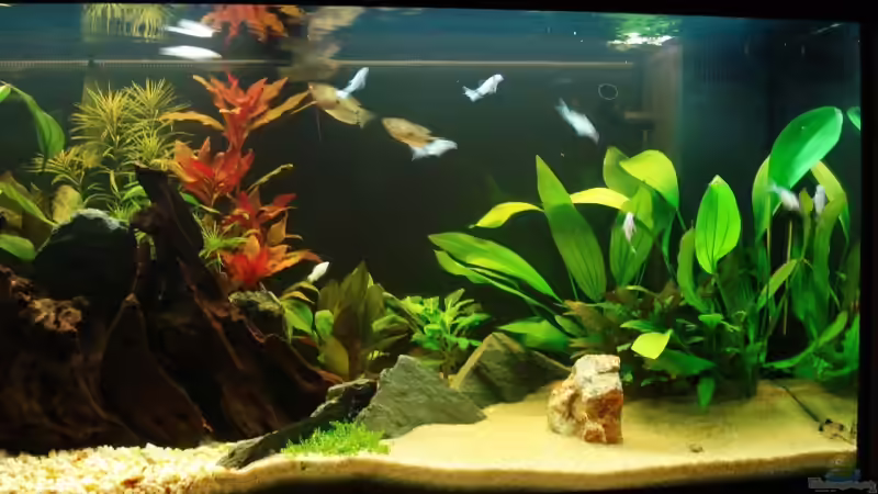 Pflanzen im Aquarium Becken 11438 von Meike J. (8)