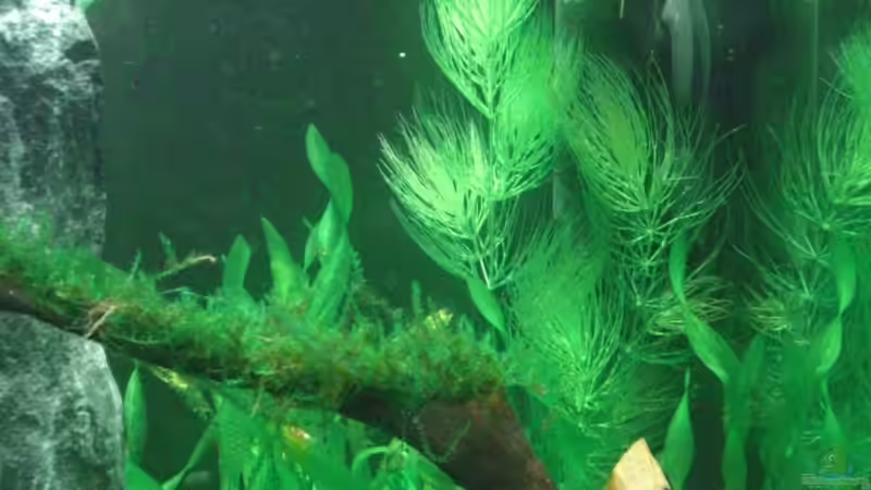 Pflanzen im Aquarium Becken 11461 von Georg (8)