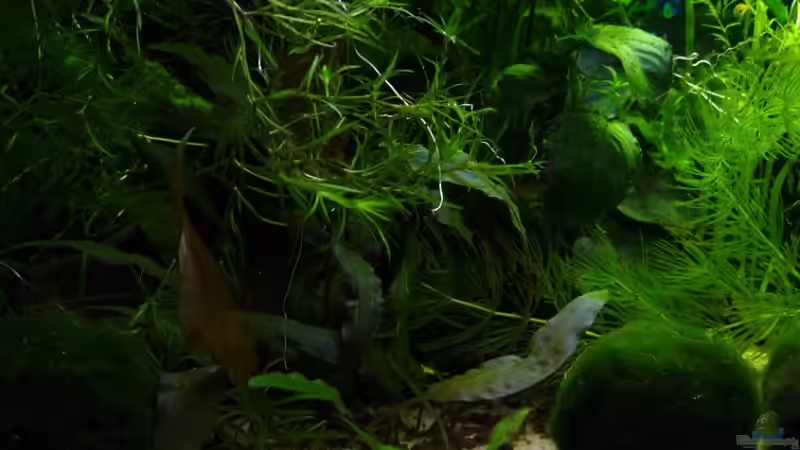 Pflanzen im Aquarium Becken 11470 von njio (4)