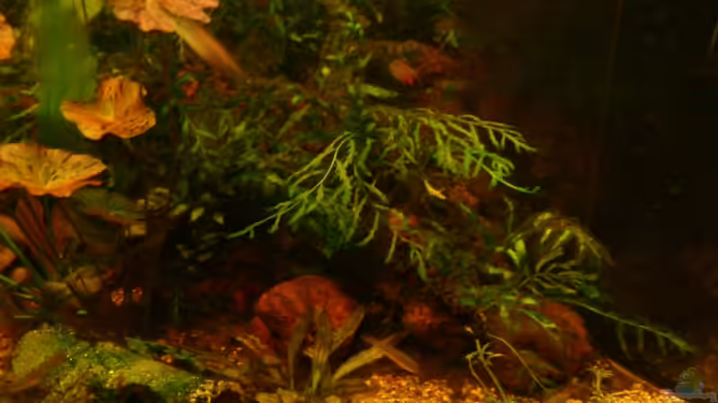 Pflanzen im Aquarium Becken 11471 von Marcus Roth (16)